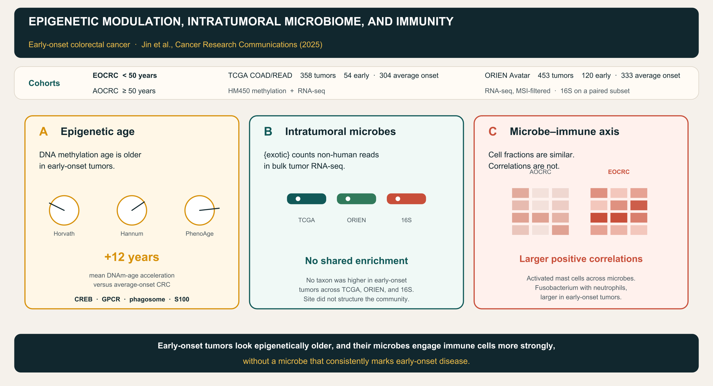 Early-onset colorectal tumors show accelerated epigenetic aging and stronger positive microbe–immune correlations, without a consistent microbial marker across datasets.