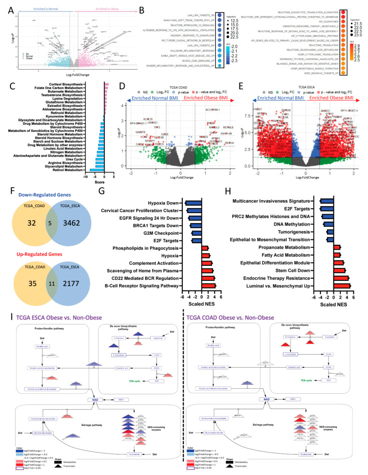 Figure 1. Metabolic Dysregulation Explains the Diverse Impacts of Obesity in Males and Females with Gastrointestinal Cancers