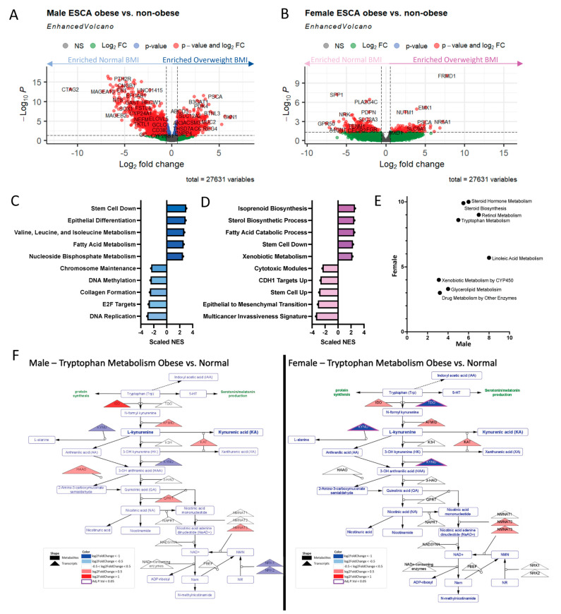 Figure 4. Metabolic Dysregulation Explains the Diverse Impacts of Obesity in Males and Females with Gastrointestinal Cancers