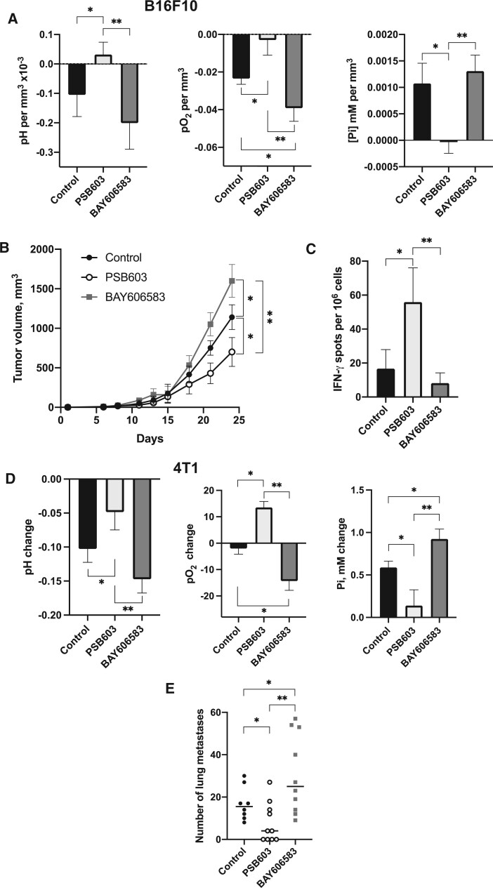 Figure 2. Improving combination therapies: targeting A2B-adenosine receptor to modulate metabolic tumor microenvironment and immunosuppression