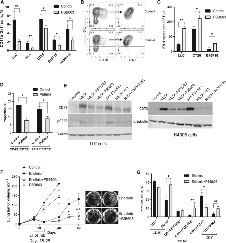 Figure 3. Improving combination therapies: targeting A2B-adenosine receptor to modulate metabolic tumor microenvironment and immunosuppression