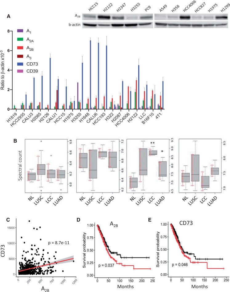 Figure 6. Improving combination therapies: targeting A2B-adenosine receptor to modulate metabolic tumor microenvironment and immunosuppression