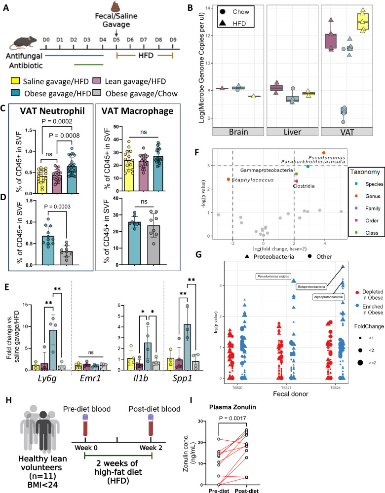 Figure 3. Obesity-associated microbiomes instigate visceral adipose tissue inflammation by recruitment of distinct neutrophils
