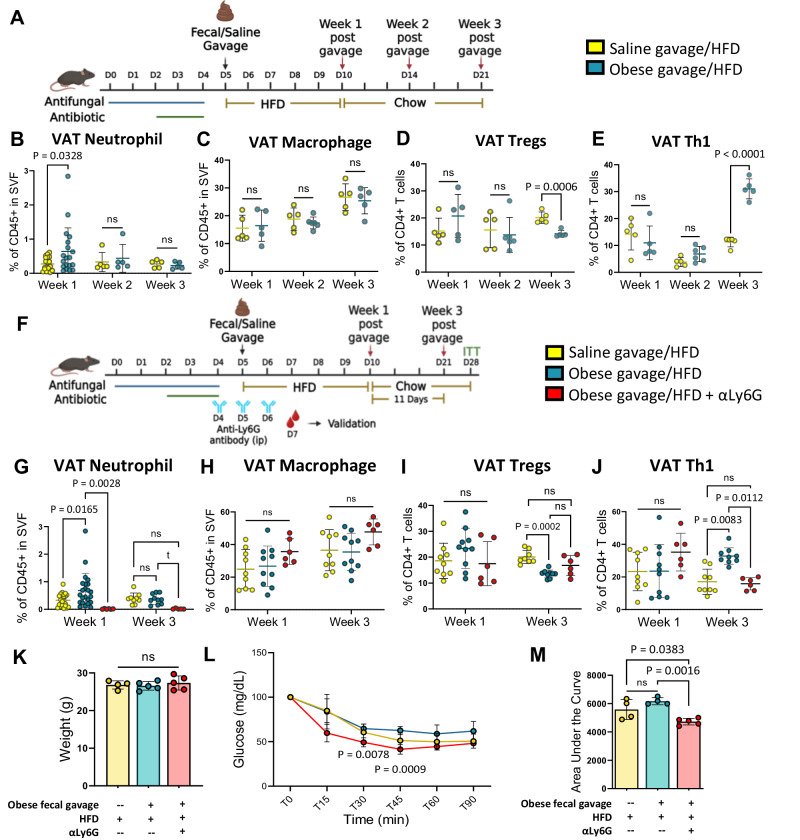 Figure 4. Obesity-associated microbiomes instigate visceral adipose tissue inflammation by recruitment of distinct neutrophils