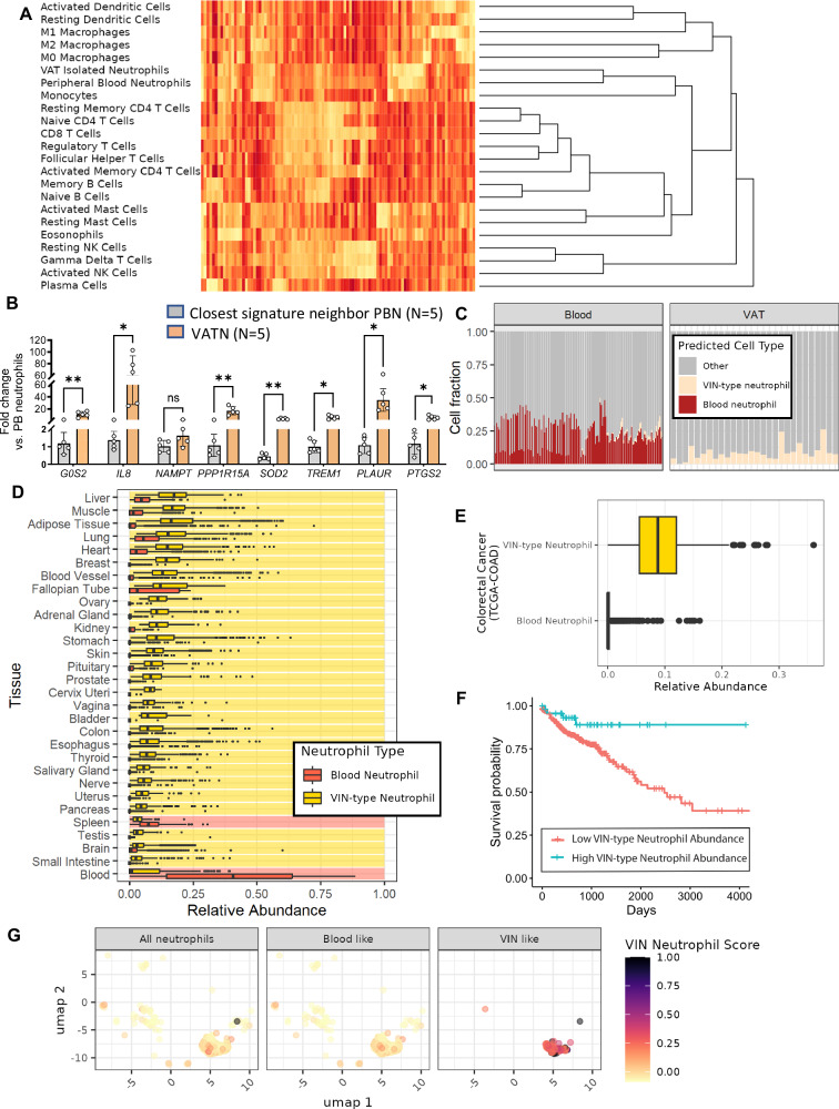 Figure 6. Obesity-associated microbiomes instigate visceral adipose tissue inflammation by recruitment of distinct neutrophils