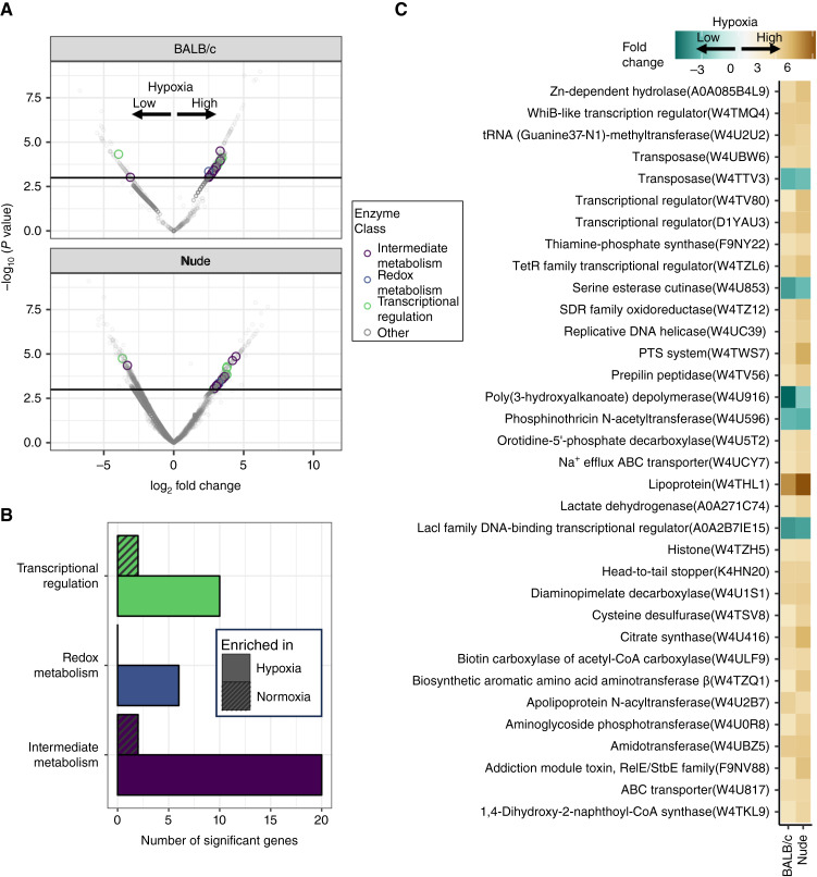 Figure 5. The Tumor Microbiome Reacts to Hypoxia and Can Influence Response to Radiation Treatment in Colorectal Cancer