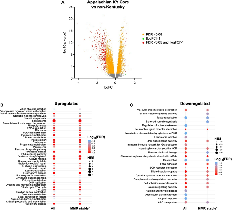 Figure 3. Colon cancer in Appalachian Kentucky: Unique genetic, microbiome and obesity findings in a cohort comparison