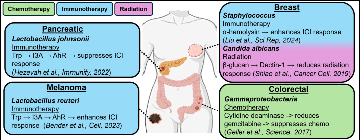 Figure 1. Tumor-infiltrating microbes and therapy response: a new frontier in triple-negative breast cancer precision oncology