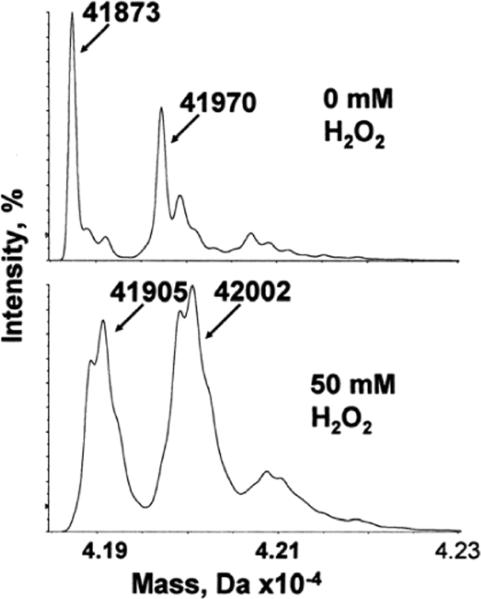 Figure 4. Changes in Actin Structural Transitions Associated with Oxidative Inhibition of Muscle Contraction†