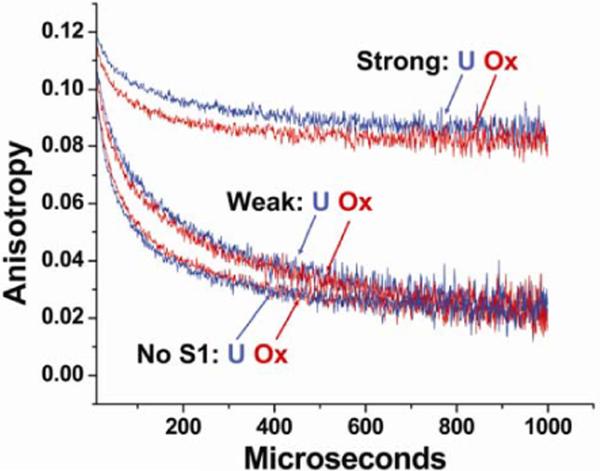 Figure 5. Changes in Actin Structural Transitions Associated with Oxidative Inhibition of Muscle Contraction†