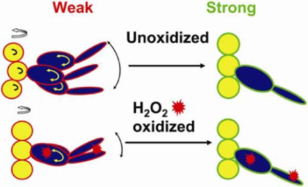 Figure 7. Changes in Actin Structural Transitions Associated with Oxidative Inhibition of Muscle Contraction†