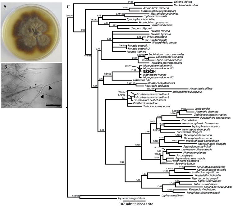 Figure 1. Biosynthesis and genomic analysis of medium-chain hydrocarbon production by the endophytic fungal isolate Nigrograna mackinonnii E5202H