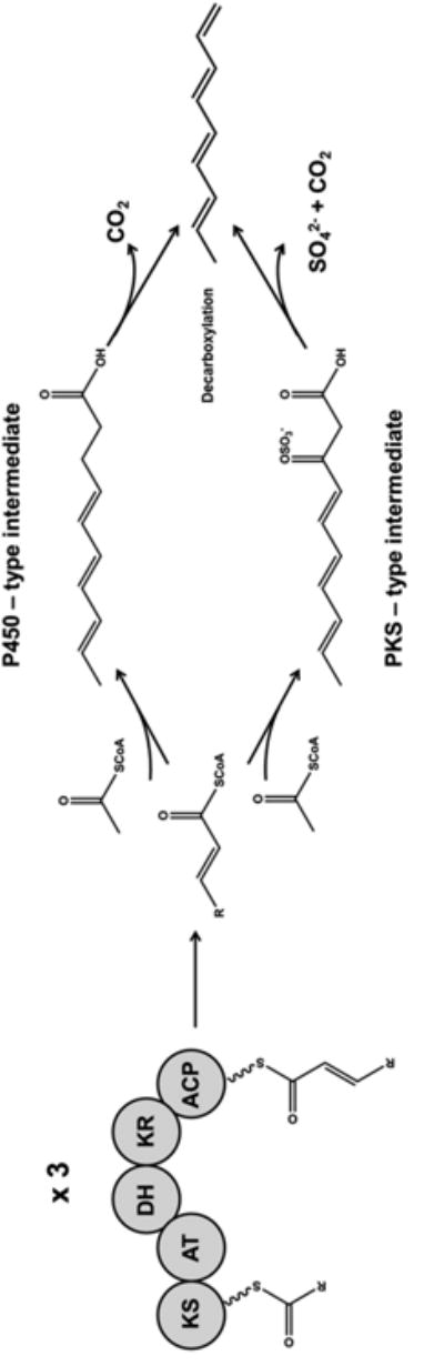 Figure 4. Biosynthesis and genomic analysis of medium-chain hydrocarbon production by the endophytic fungal isolate Nigrograna mackinonnii E5202H