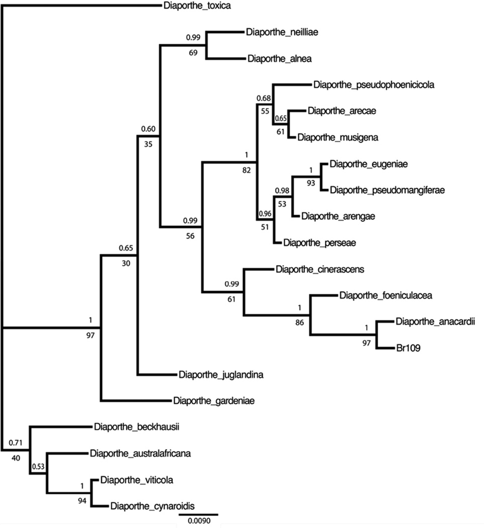 Figure 1. Genome of Diaporthe sp. provides insights into the potential inter-phylum transfer of a fungal sesquiterpenoid biosynthetic pathway