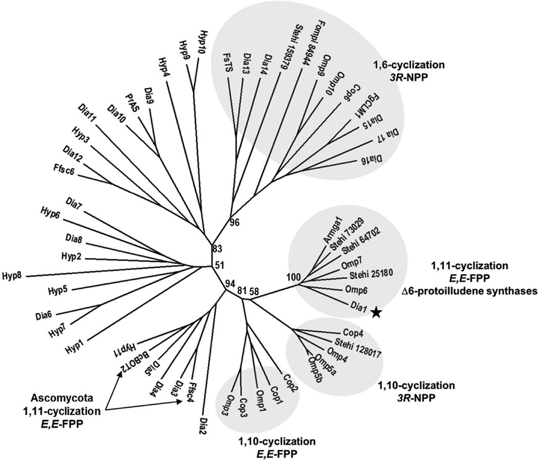 Figure 4. Genome of Diaporthe sp. provides insights into the potential inter-phylum transfer of a fungal sesquiterpenoid biosynthetic pathway
