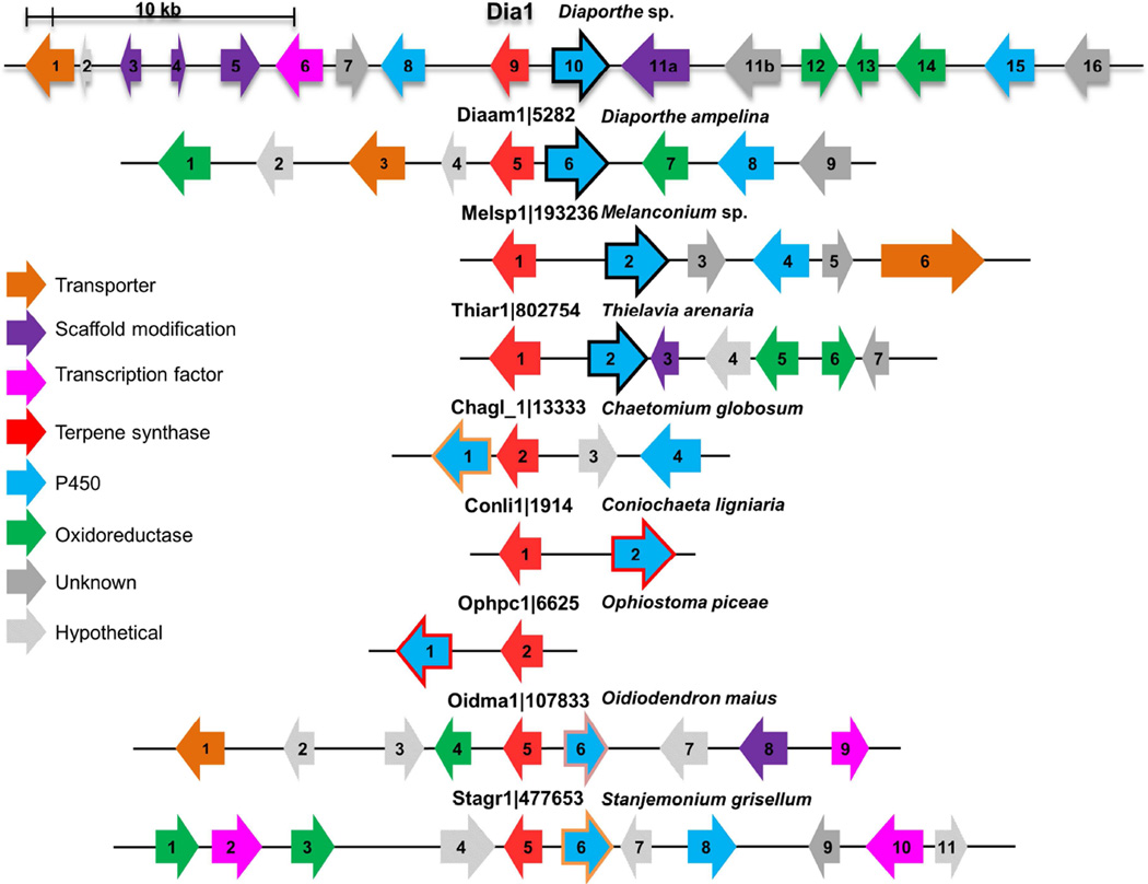 Figure 7. Genome of Diaporthe sp. provides insights into the potential inter-phylum transfer of a fungal sesquiterpenoid biosynthetic pathway