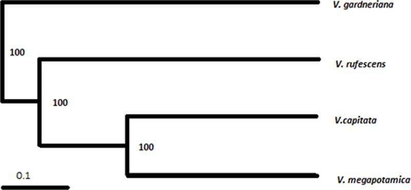 Figure 3. Volatile Metabolomic Composition of Vitex Species: Chemodiversity Insights and Acaricidal Activity