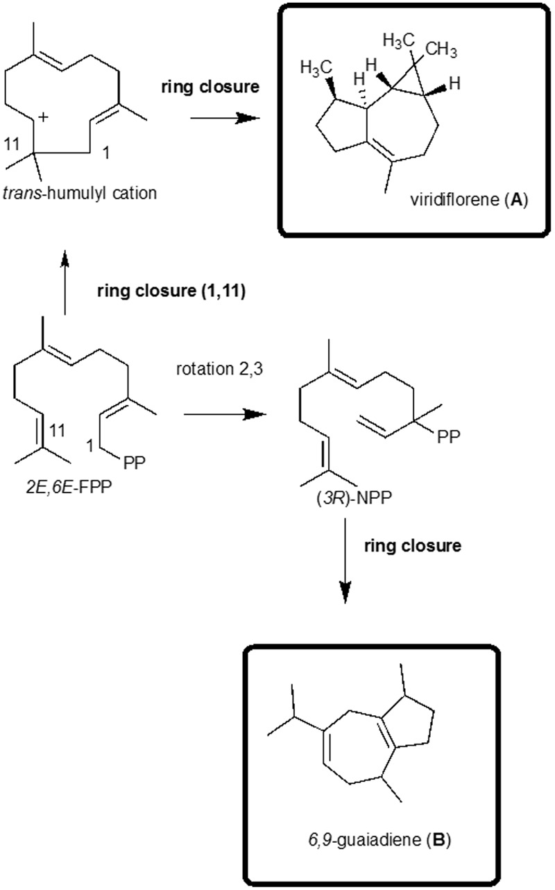 Figure 4. Volatile Metabolomic Composition of Vitex Species: Chemodiversity Insights and Acaricidal Activity